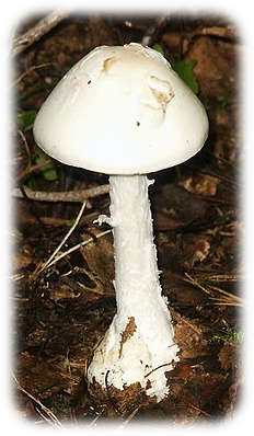 Amanita virosa photo by Ben DeRoy (http://en.wikipedia.org/wiki/User:Ben_DeRoy)
